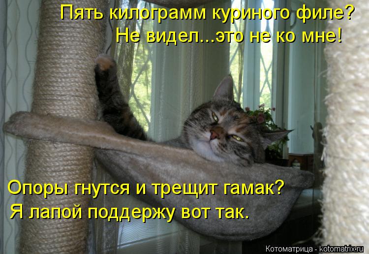 Котоматрица: Пять килограмм куриного филе? Не видел...это не ко мне! Опоры гнутся и трещит гамак? Я лапой поддержу вот так.