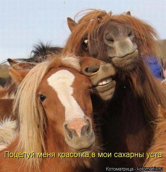 Поцелуй меня красотка,в мои сахарны уста... Котоматрица: Поцелуй меня красотка,в мои сахарны уста