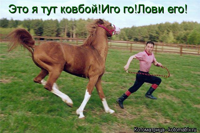 Это я тут ковбой!Иго го!Лови его!... Котоматрица: Это я тут ковбой!Иго го!Лови его!