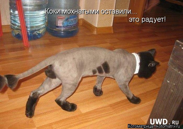 Котоматрица: Коки мохнатыми оставили... это радует!