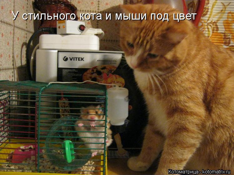 У стильного кота и мыши под цвет... Котоматрица: У стильного кота и мыши под цвет