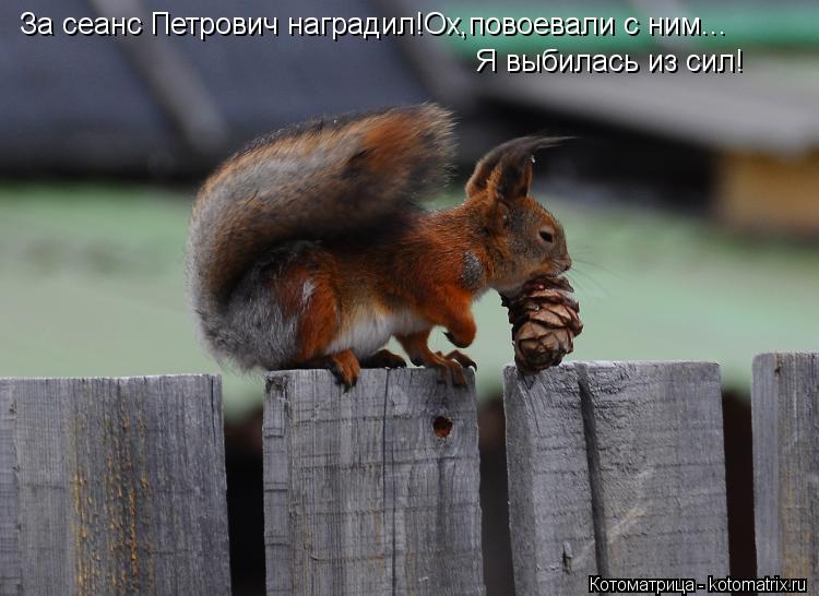 За сеанс Петрович наградил!Ох,повоевали с ним... Я выбилась из сил!... Котоматрица: За сеанс Петрович наградил!Ох,повоевали с ним... Я выбилась из сил!