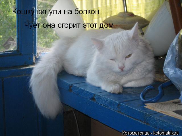 Кошку кинули на болкон Чует она сгорит этот дом... Котоматрица: Кошку кинули на болкон Чует она сгорит этот дом
