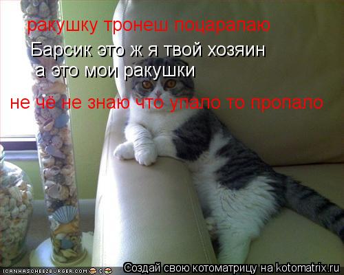 Барсик это ж я твой хозяин а это мои ракушки ракушку тронеш поцарапаю не чё не знаю что упало то проп... Котоматрица: Барсик это ж я твой хозяин а это мои ракушки ракушку тронеш поцарапаю не чё не знаю что упало то пропало