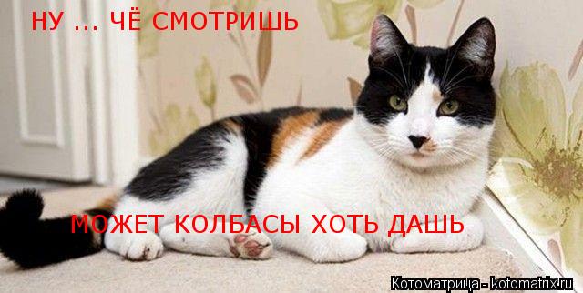 НУ ... ЧЁ СМОТРИШЬ МОЖЕТ КОЛБАСЫ ХОТЬ ДАШЬ... Котоматрица: НУ ... ЧЁ СМОТРИШЬ МОЖЕТ КОЛБАСЫ ХОТЬ ДАШЬ
