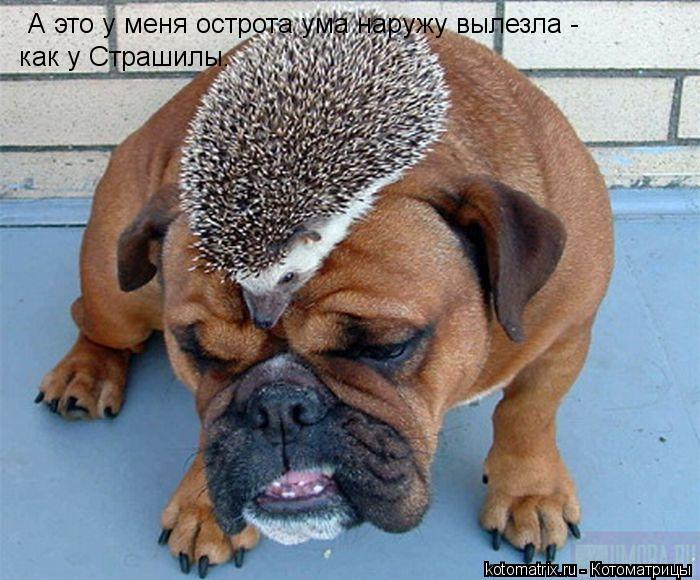 Котоматрица: А это у меня острота ума наружу вылезла - как у Страшилы.