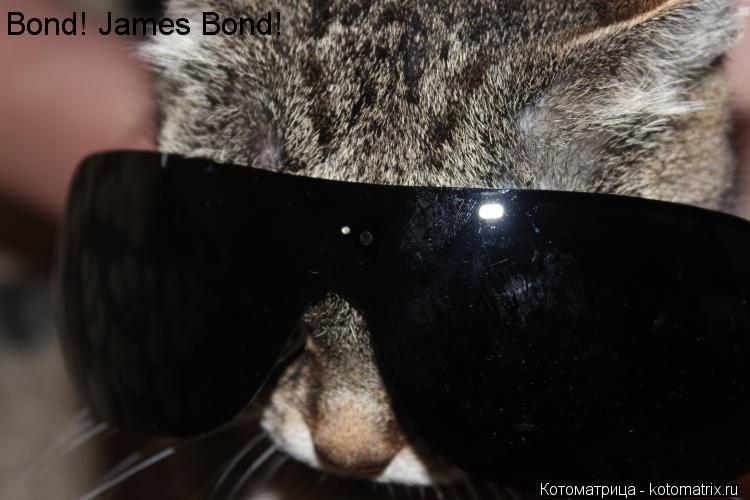 Bond! James Bond!... Котоматрица: Bond! James Bond!