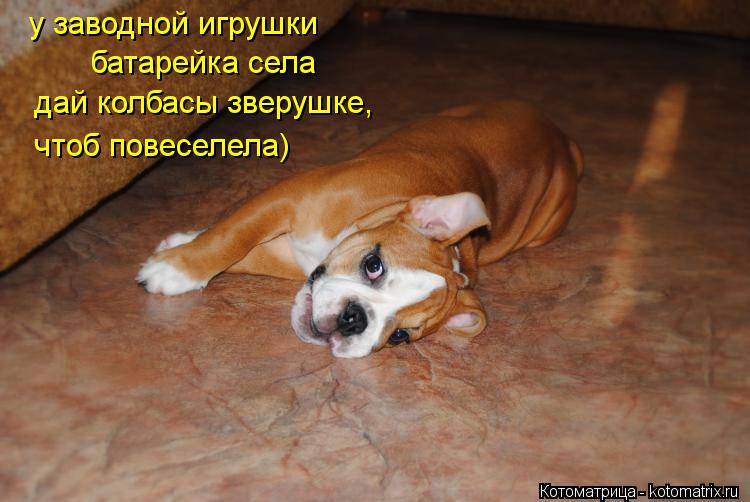 у заводной игрушки батарейка села дай колбасы зверушке, чтоб повеселела)... Котоматрица: у заводной игрушки батарейка села дай колбасы зверушке, чтоб повеселела)