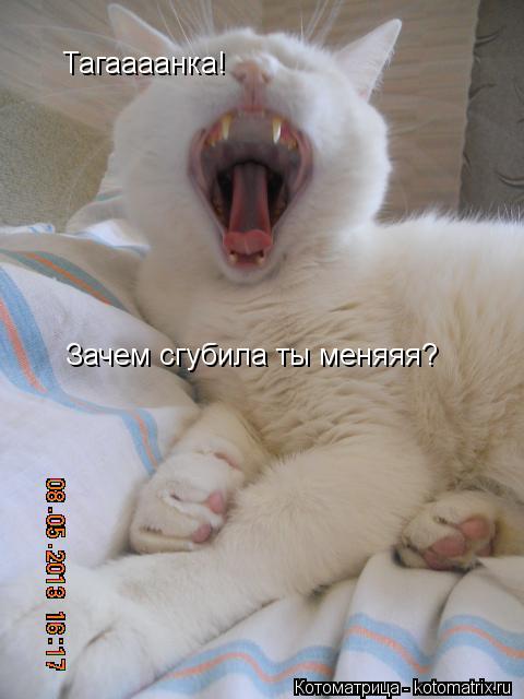 Тагаааанка! Зачем сгубила ты меняяя?... Котоматрица: Тагаааанка! Зачем сгубила ты меняяя?