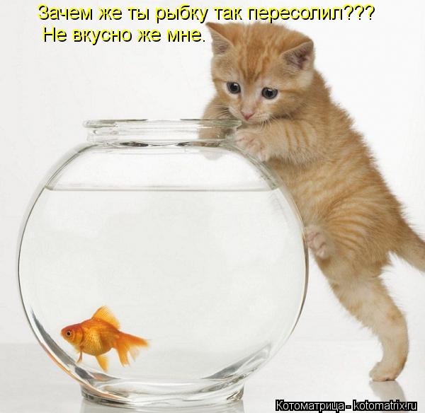 Зачем же ты рыбку так пересолил??? Не вкусно же мне.... Котоматрица: Зачем же ты рыбку так пересолил??? Не вкусно же мне.