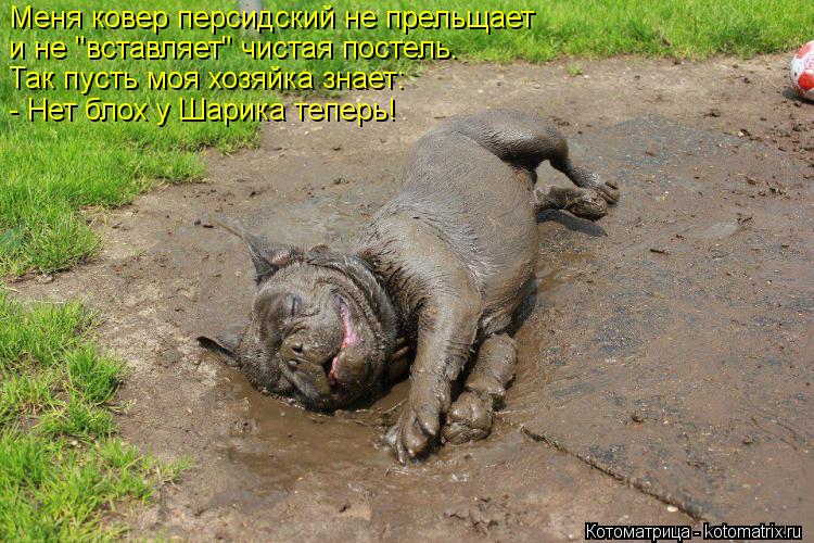 Меня ковер персидский не прельщает и не "вставляет" чистая постель. Так пусть моя хозяйка знает: ... Котоматрица: Меня ковер персидский не прельщает и не "вставляет" чистая постель. Так пусть моя хозяйка знает: - Нет блох у Шарика теперь!
