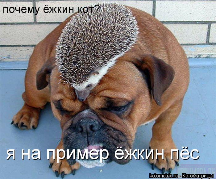 Котоматрица: почему ёжкин кот? я на пример ёжкин пёс
