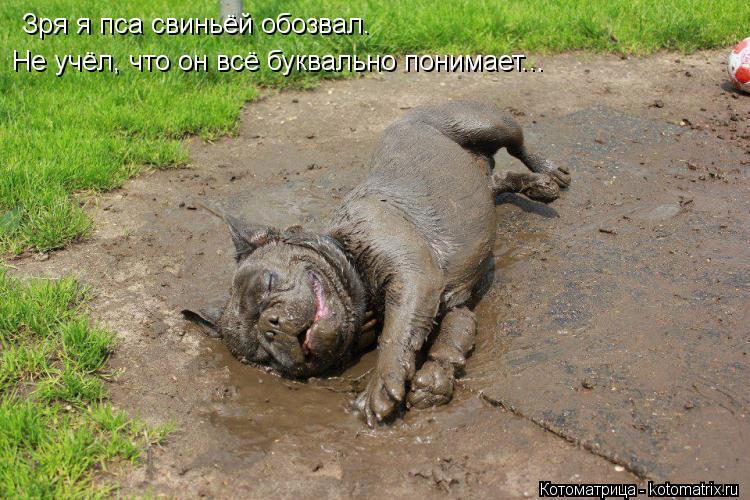 Зря я пса свиньёй обозвал. Не учёл, что он всё буквально понимает...... Котоматрица: Зря я пса свиньёй обозвал. Не учёл, что он всё буквально понимает...