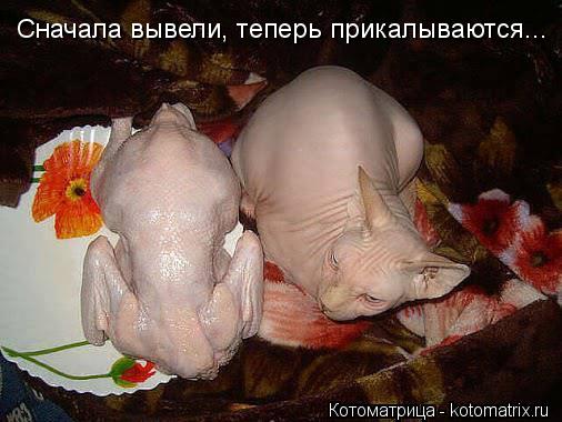 Сначала вывели, теперь прикалываются...... Котоматрица: Сначала вывели, теперь прикалываются...