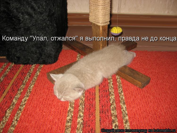 Котоматрица: Команду "Упал, отжался" я выполнил, правда не до конца!