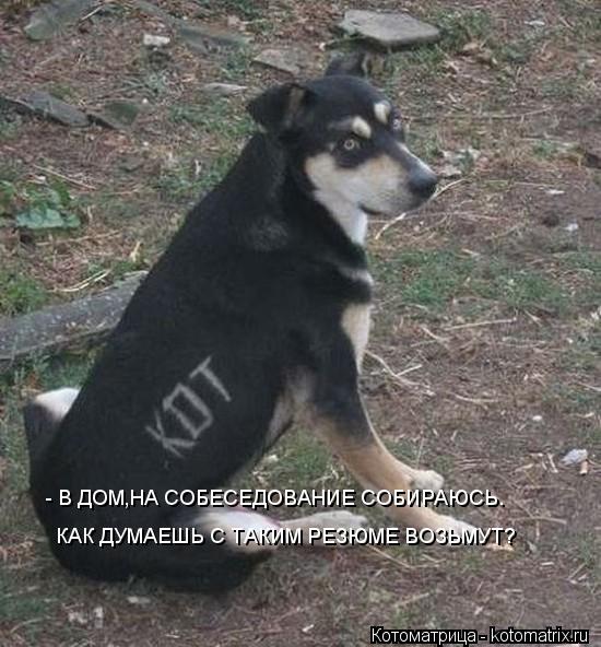 - В ДОМ,НА СОБЕСЕДОВАНИЕ СОБИРАЮСЬ. КАК ДУМАЕШЬ С ТАКИМ РЕЗЮМЕ ВОЗЬМУТ?... Котоматрица: - В ДОМ,НА СОБЕСЕДОВАНИЕ СОБИРАЮСЬ. КАК ДУМАЕШЬ С ТАКИМ РЕЗЮМЕ ВОЗЬМУТ?
