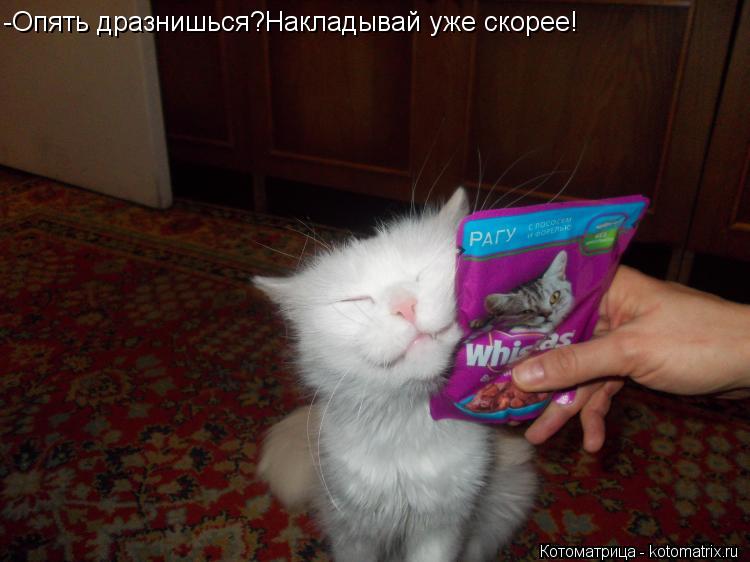 Котоматрица: -Опять дразнишься?Накладывай уже скорее!