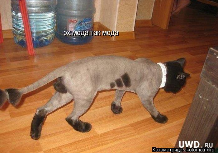 эх мода так мода... Котоматрица: эх мода так мода