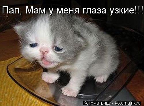 Пап, Мам у меня глаза узкие!!!... Котоматрица: Пап, Мам у меня глаза узкие!!!