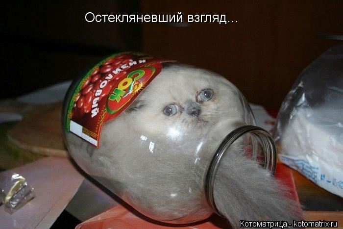 Остекляневший взгляд...... Котоматрица: Остекляневший взгляд...