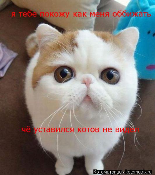чё уставился котов не видел я тебе покожу как меня оббижать... Котоматрица: чё уставился котов не видел я тебе покожу как меня оббижать