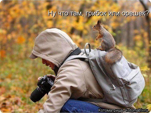 Ну что там, грибок или орешек?... Котоматрица: Ну что там, грибок или орешек?