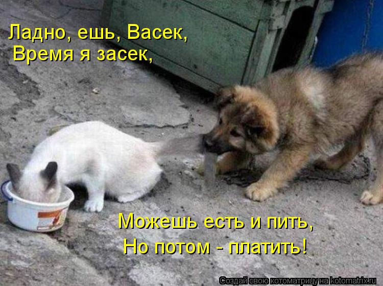 Ладно, ешь, Васек, Время я засек, Можешь есть и пить, Но потом - платить!... Котоматрица: Ладно, ешь, Васек, Время я засек, Можешь есть и пить, Но потом - платить!