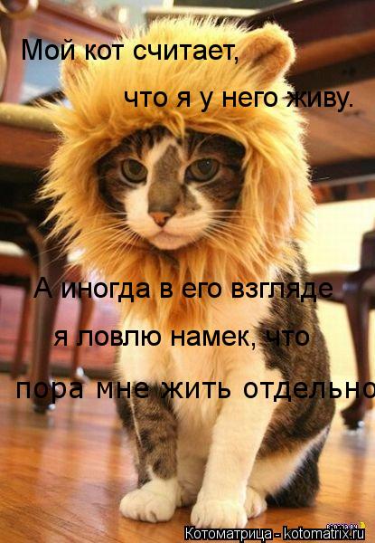 Мой кот считает, что я у него живу. А иногда в его взгляде пора мне жить отдельно. я ловлю намек, ч... Котоматрица: Мой кот считает, что я у него живу. А иногда в его взгляде пора мне жить отдельно. я ловлю намек, что