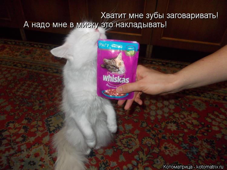 Хватит мне зубы заговаривать! А надо мне в миску это накладывать!... Котоматрица: Хватит мне зубы заговаривать! А надо мне в миску это накладывать!