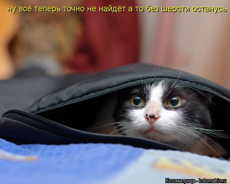 ну всё теперь точно не найдёт а то без шерсти останусь... Котоматрица: ну всё теперь точно не найдёт а то без шерсти останусь