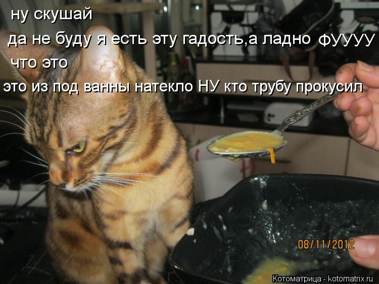 ФУУУУ да не буду я есть эту гадость,а ладно ну скушай что это это из под ванны натекло НУ кто трубу п... Котоматрица: ФУУУУ да не буду я есть эту гадость,а ладно ну скушай что это это из под ванны натекло НУ кто трубу прокусил