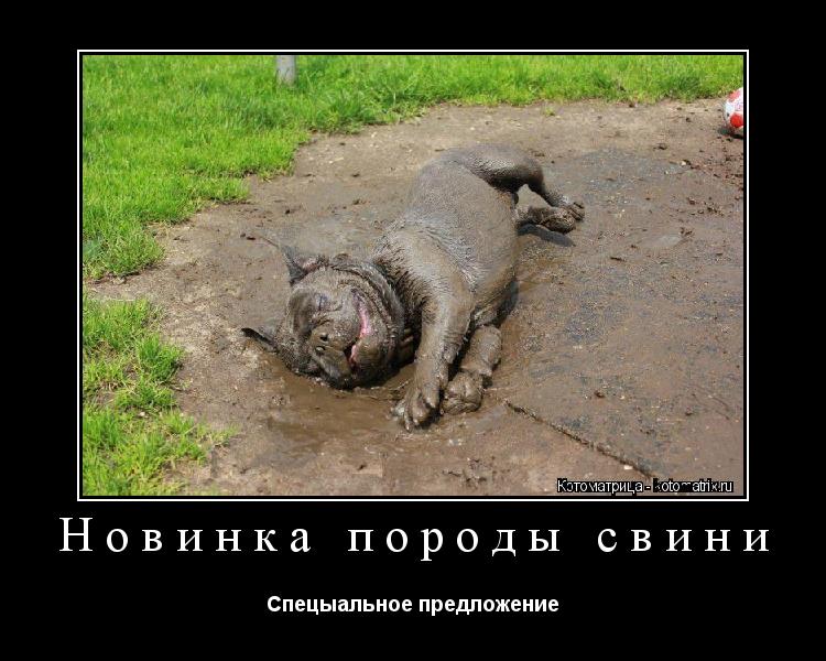 Котоматрица: Новинка породы свини Спецыальное предложение