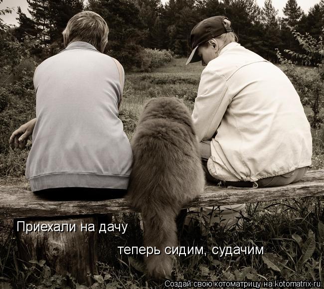 Приехали на дачу теперь сидим, судачим... Котоматрица: Приехали на дачу теперь сидим, судачим