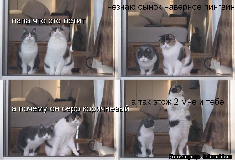 папа что это летит незнаю сынок наверное пингвин а почему он серо коричневый а так этож 2 мне и тебе... Котоматрица: папа что это летит незнаю сынок наверное пингвин а почему он серо коричневый а так этож 2 мне и тебе
