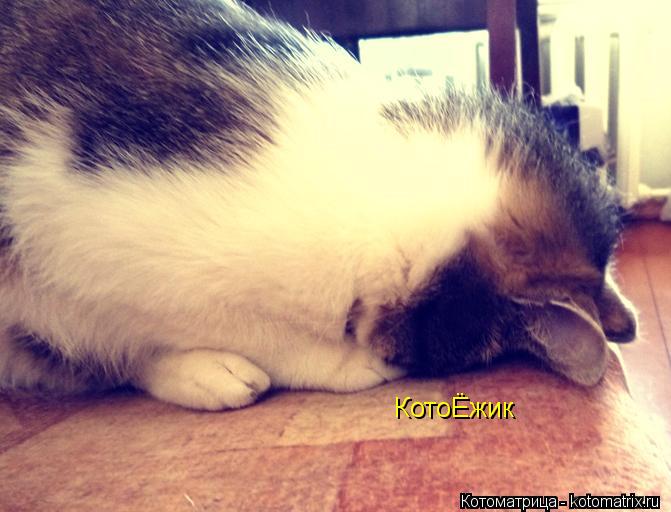 Котоматрица: КотоЁжик