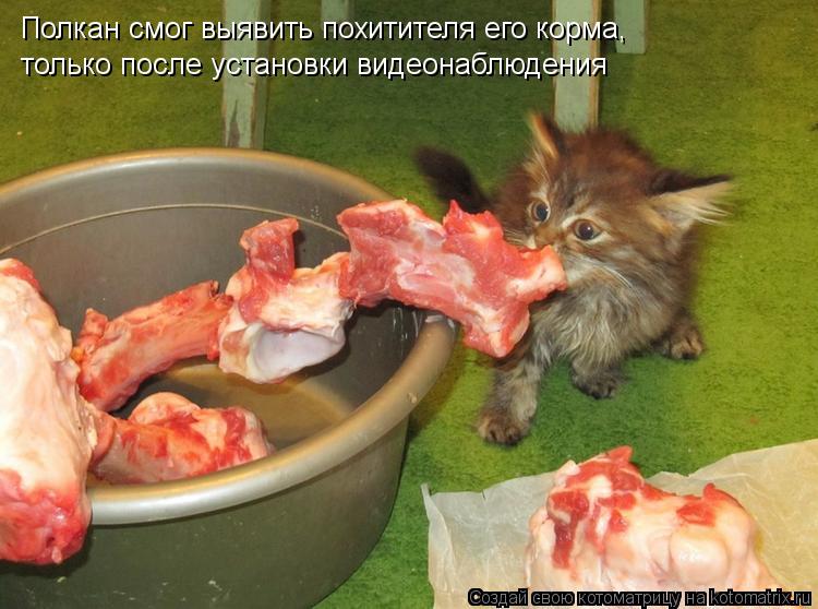 Котоматрица: Полкан смог выявить похитителя его корма,  только после установки видеонаблюдения