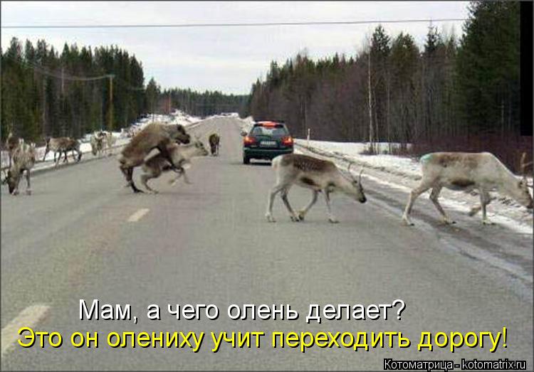 Мам, а чего олень делает? Это он олениху учит переходить дорогу!... Котоматрица: Мам, а чего олень делает? Это он олениху учит переходить дорогу!