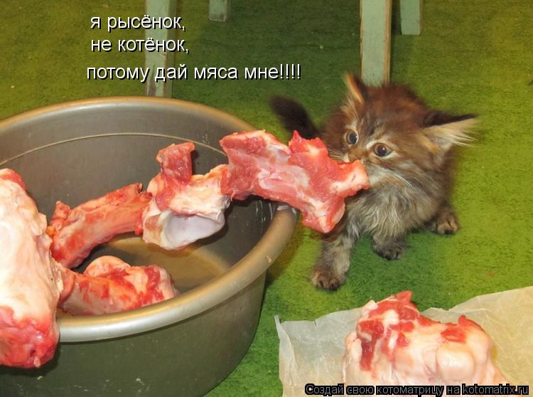 Котоматрица: я рысёнок, не котёнок, потому дай мяса мне!!!!