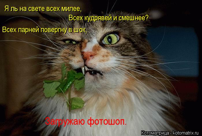 Котоматрица: Я ль на свете всех милее, Всех кудрявей и смешнее? Всех парней повергну в шок, Загружаю фотошоп.