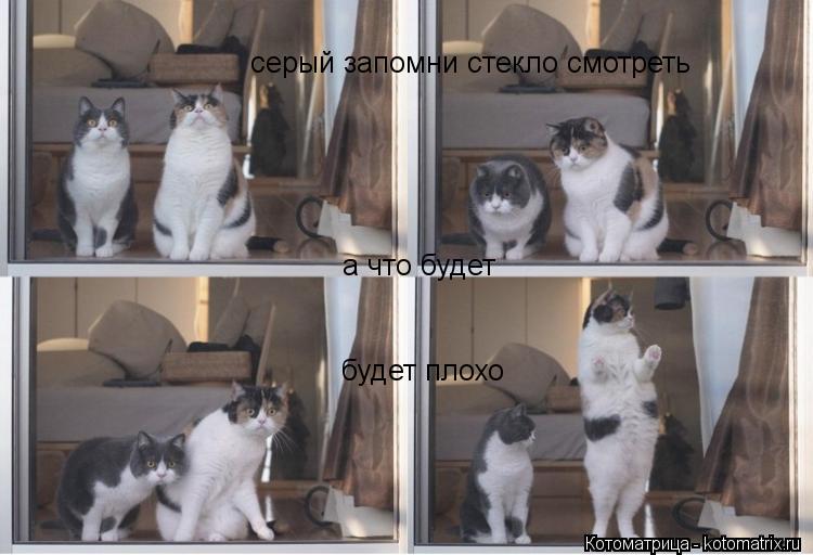 серый запомни стекло смотреть а что будет будет плохо... Котоматрица: серый запомни стекло смотреть а что будет будет плохо
