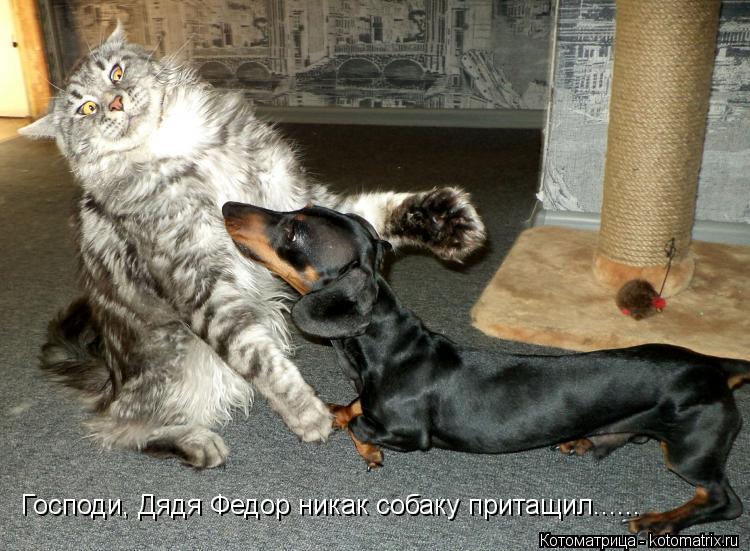 Господи, Дядя Федор никак собаку притащил......... Котоматрица: Господи, Дядя Федор никак собаку притащил......