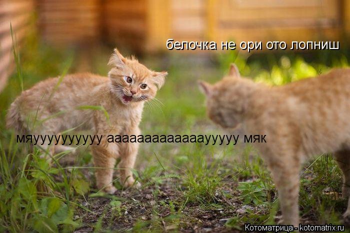 белочка не ори ото лопниш мяуууууууууу аааааааааааааууууу мяк... Котоматрица: белочка не ори ото лопниш мяуууууууууу аааааааааааааууууу мяк