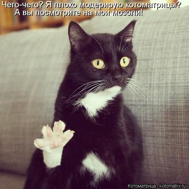 Котоматрица: Чего-чего? Я плохо модерирую котоматрицы? А вы посмотрите на мои мозоли!