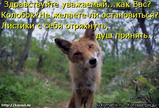 Здравствуйте уважаемый...как Вас? Колобок?Не желаете ли остановиться? Листики с себя отряхнуть, душ... Котоматрица: Здравствуйте уважаемый...как Вас? Колобок?Не желаете ли остановиться? Листики с себя отряхнуть, душ принять...