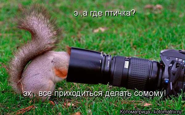 э ,а где птичка? эх , все приходиться делать сомому!... Котоматрица: э ,а где птичка? эх , все приходиться делать сомому!