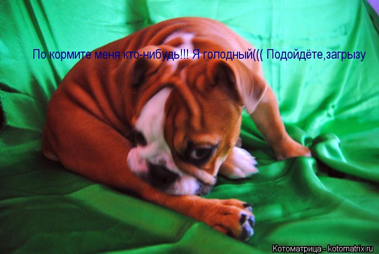 По кормите меня кто-нибудь!!! Я голодный((( Подойдёте,загрызу... Котоматрица: По кормите меня кто-нибудь!!! Я голодный((( Подойдёте,загрызу
