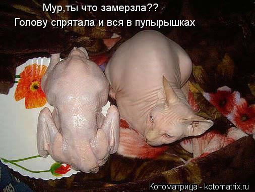Мур,ты что замерзла?? Голову спрятала и вся в пупырышках... Котоматрица: Мур,ты что замерзла?? Голову спрятала и вся в пупырышках