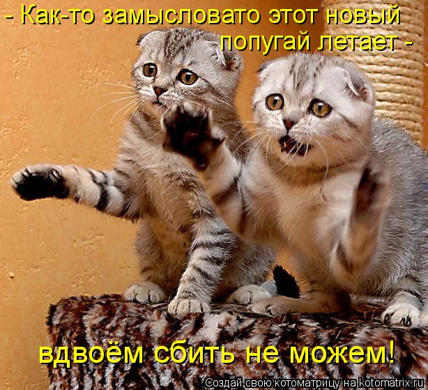 Котоматрица: вдвоём сбить не можем! - Как-то замысловато этот новый  попугай летает -