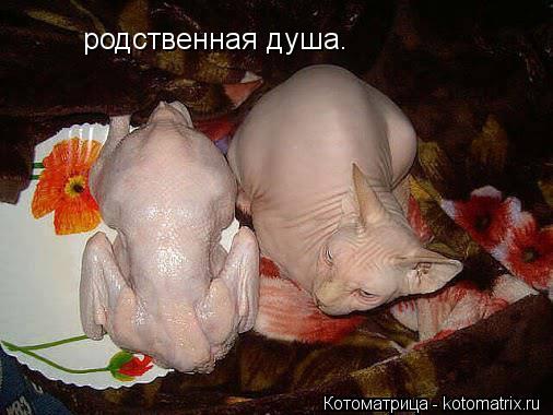 родственная душа.... Котоматрица: родственная душа.