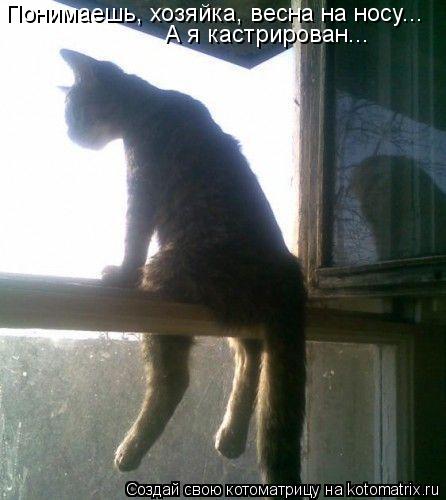 Котоматрица: Понимаешь, хозяйка, весна на носу... А я кастрирован...